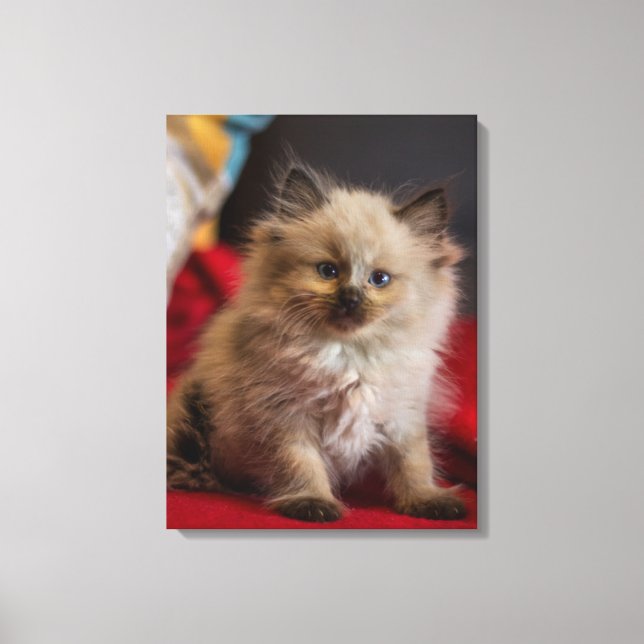 Niedliche Kleintiere | Siamese Kitten Leinwanddruck (Vorderseite)
