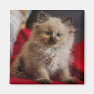 Niedliche Kleintiere Siamese Kitten Magnet