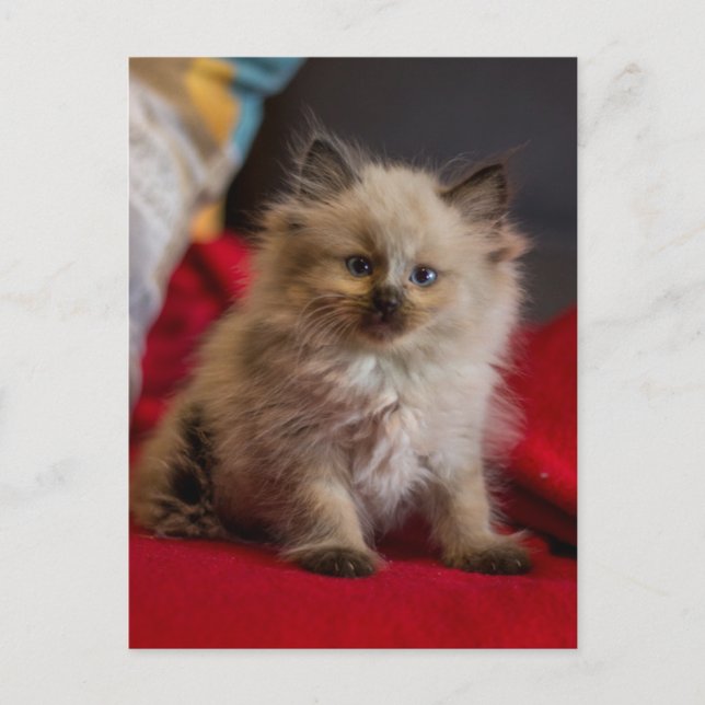 Niedliche Kleintiere | Siamese Kitten Postkarte (Vorderseite)