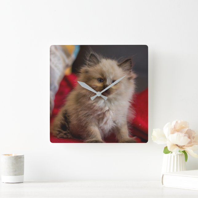 Niedliche Kleintiere | Siamese Kitten Quadratische Wanduhr (Zuhause)