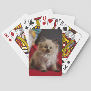 Niedliche Kleintiere   Siamese Kitten Spielkarten