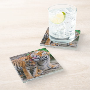 Niedliche Kleintiere   Sibirische Tiger-Familie Glasuntersetzer