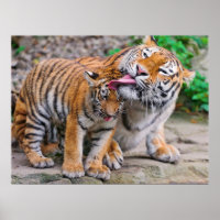 Niedliche Kleintiere | Sibirische Tiger-Familie