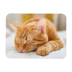 Niedliche Kleintiere   Sleeping Ginger Cat Magnet