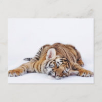 Niedliche Kleintiere | Sleepy Baby Tiger Cub