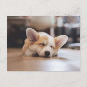 Niedliche Kleintiere Sleepy Corgi Postkarte