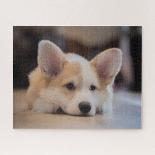 Niedliche Kleintiere Sleepy Corgi Puppy