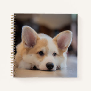 Niedliche Kleintiere   Sleepy Corgi Puppy Notizbuch