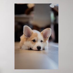 Niedliche Kleintiere Sleepy Corgi Puppy Poster