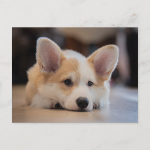 Niedliche Kleintiere Sleepy Corgi Puppy Postkarte