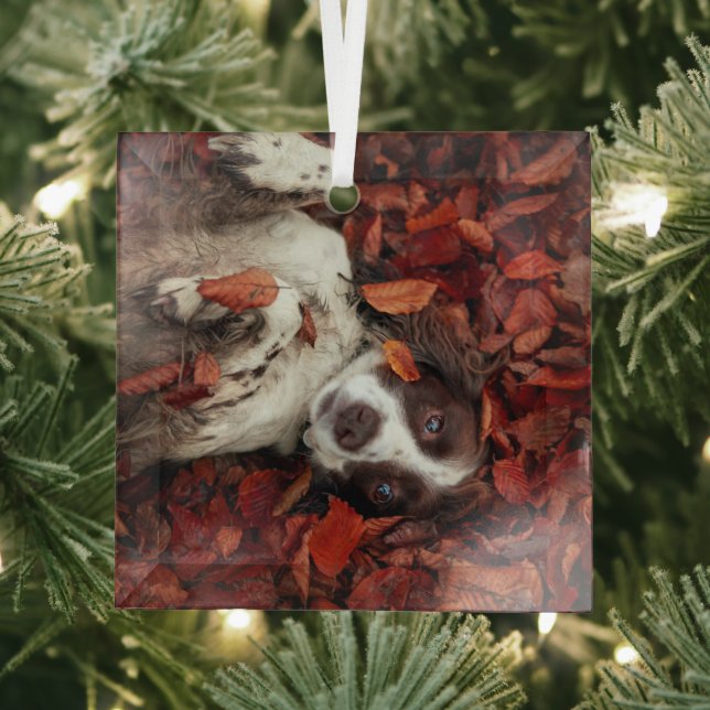 Niedliche Kleintiere | Spanier im Herbstbereich Ornament Aus Glas (Insitu)