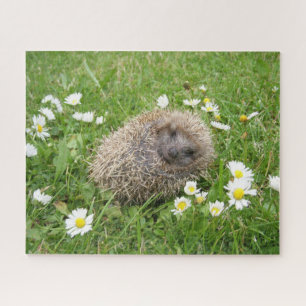 Niedliche Kleintiere Spanischer Igel