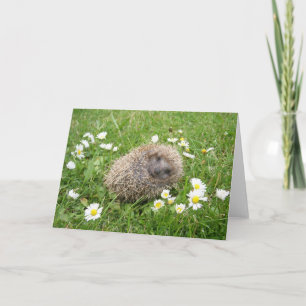 Niedliche Kleintiere Spanischer Igel Karte
