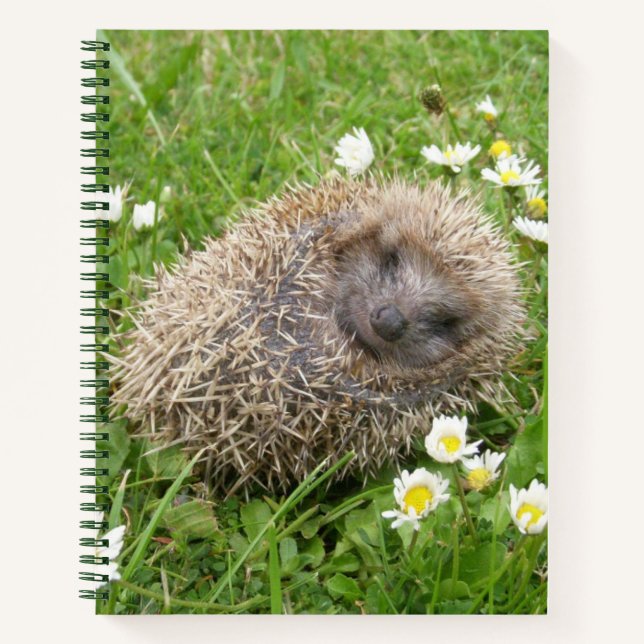 Niedliche Kleintiere | Spanischer Igel Notizbuch (Vorderseite)