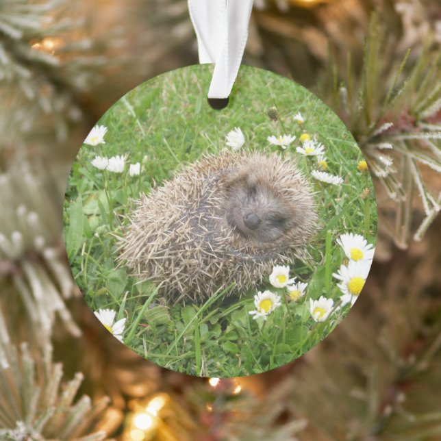 Niedliche Kleintiere | Spanischer Igel Ornament (Baum)