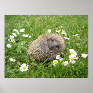 Niedliche Kleintiere   Spanischer Igel Poster