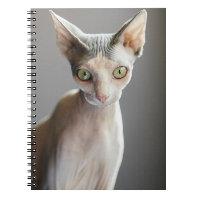 Niedliche Kleintiere | Sphinx Cat Notizblock (Vorderseite)