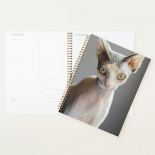 Niedliche Kleintiere   Sphinx Cat Planer