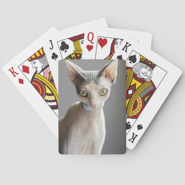 Niedliche Kleintiere | Sphinx Cat Spielkarten (Rückseite)