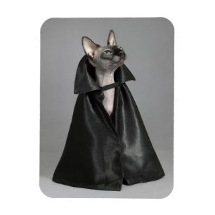 Niedliche Kleintiere Sphynx Hairless Cat Magnet