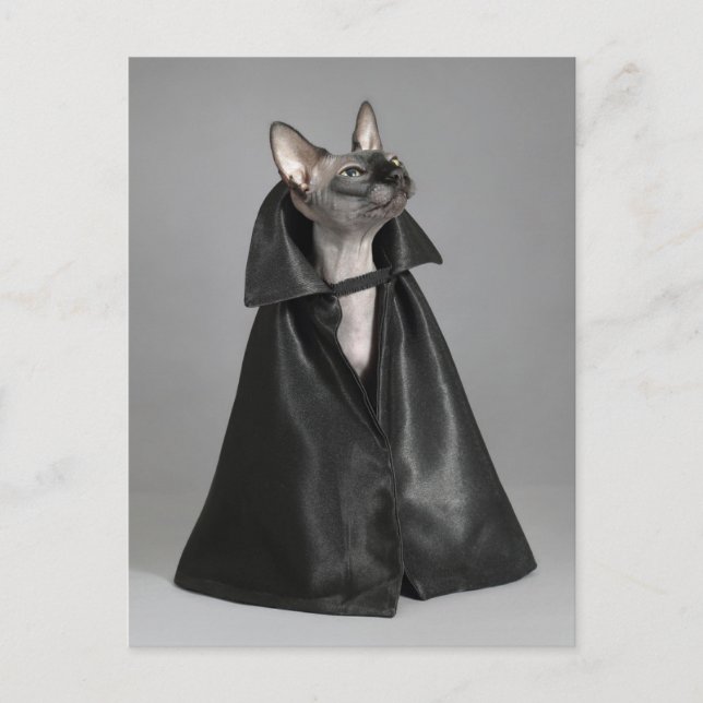 Niedliche Kleintiere | Sphynx Hairless Cat Postkarte (Vorderseite)