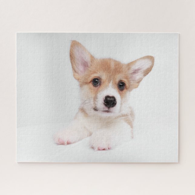 Niedliche Kleintiere | Sweet Baby Corgi (Horizontal)
