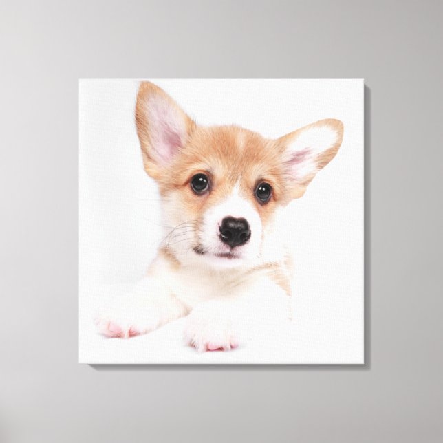 Niedliche Kleintiere | Sweet Baby Corgi Leinwanddruck (Vorderseite)