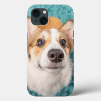 Niedliche Kleintiere | Sweet Corgi Puppy Face