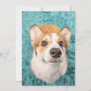 Niedliche Kleintiere   Sweet Corgi Puppy Face Dankeskarte