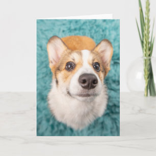Niedliche Kleintiere   Sweet Corgi Puppy Face Karte