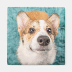 Niedliche Kleintiere Sweet Corgi Puppy Face Magnet