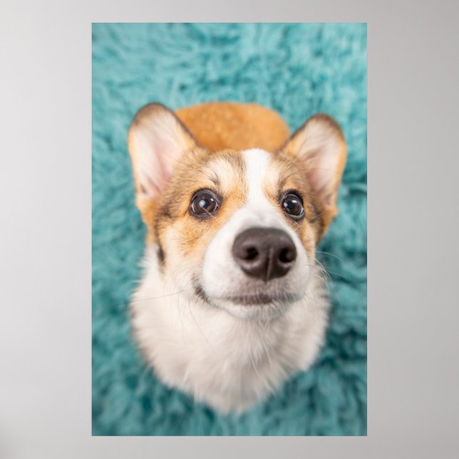 Niedliche Kleintiere | Sweet Corgi Puppy Face Poster (Vorne)