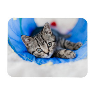 Niedliche Kleintiere   Tabby Kitten im Spieltunnel Magnet