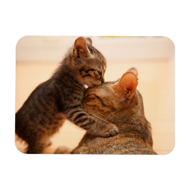 Niedliche Kleintiere | Tabby Kitten Kiss Magnet (Horizontal)