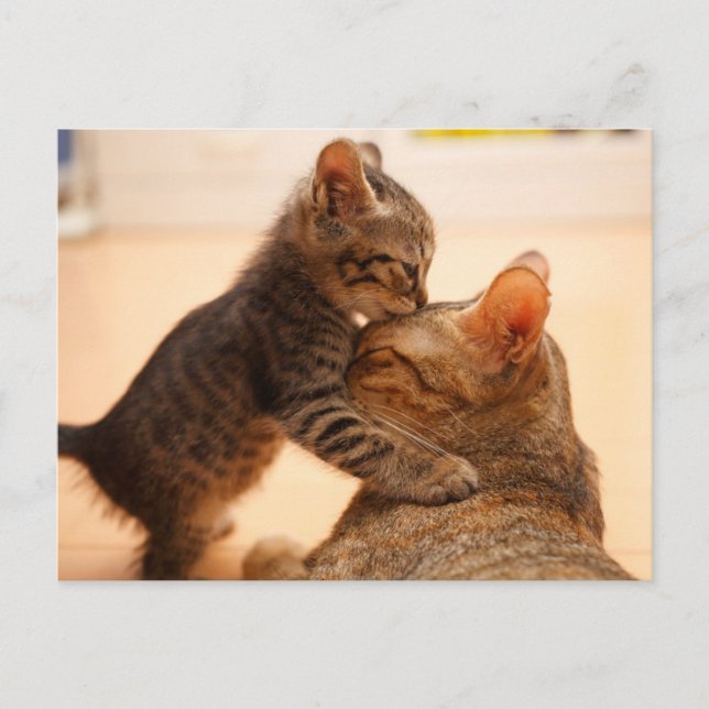 Niedliche Kleintiere | Tabby Kitten Kiss Postkarte (Vorderseite)