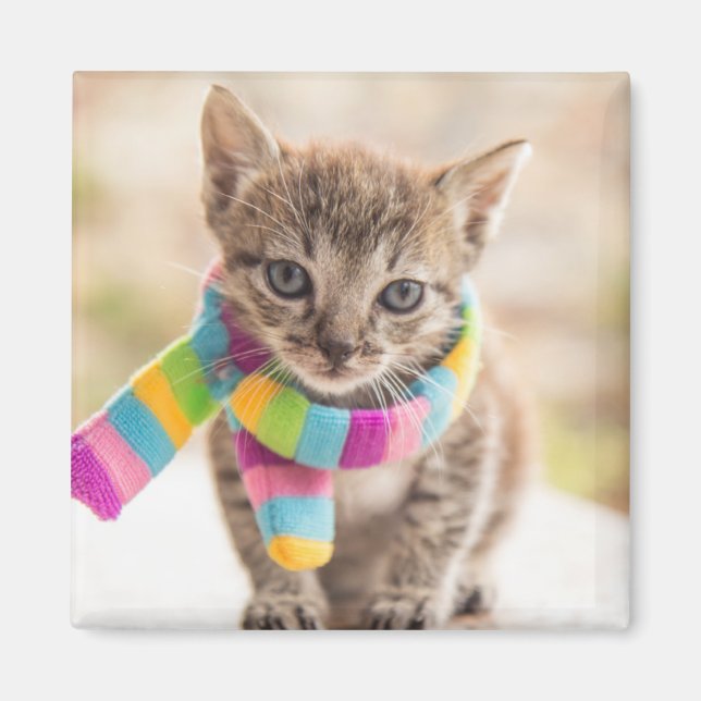 Niedliche Kleintiere | Tabby Kitten Rainbow Scarf Magnet (Vorne)