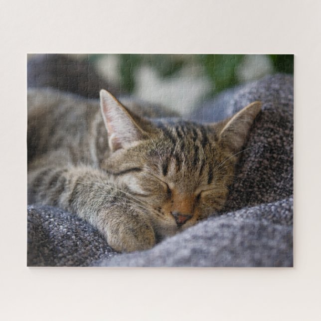 Niedliche Kleintiere | Tabby Kitten Schlafen (Horizontal)
