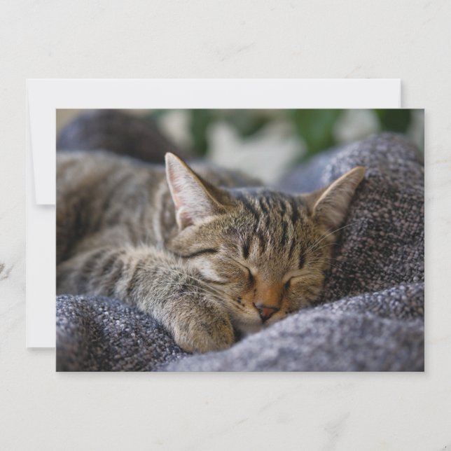 Niedliche Kleintiere | Tabby Kitten Schlafen Dankeskarte (Vorderseite)