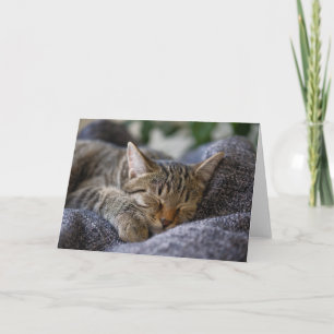 Niedliche Kleintiere Tabby Kitten Schlafen Karte