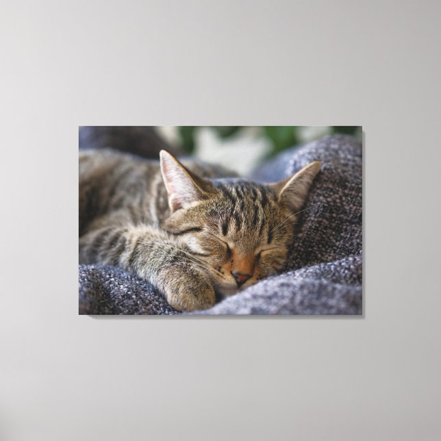 Niedliche Kleintiere | Tabby Kitten Schlafen Leinwanddruck (Vorderseite)