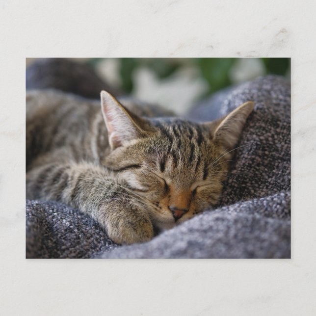 Niedliche Kleintiere | Tabby Kitten Schlafen Postkarte (Vorderseite)