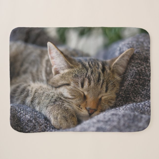 Niedliche Kleintiere | Tabby Kitten Schlafen Sherpadecke (Vorderseite (Horizontal))
