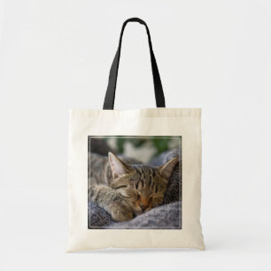 Niedliche Kleintiere   Tabby Kitten Schlafen Tragetasche