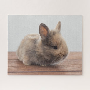 Niedliche Kleintiere Tiny Baby Bunny