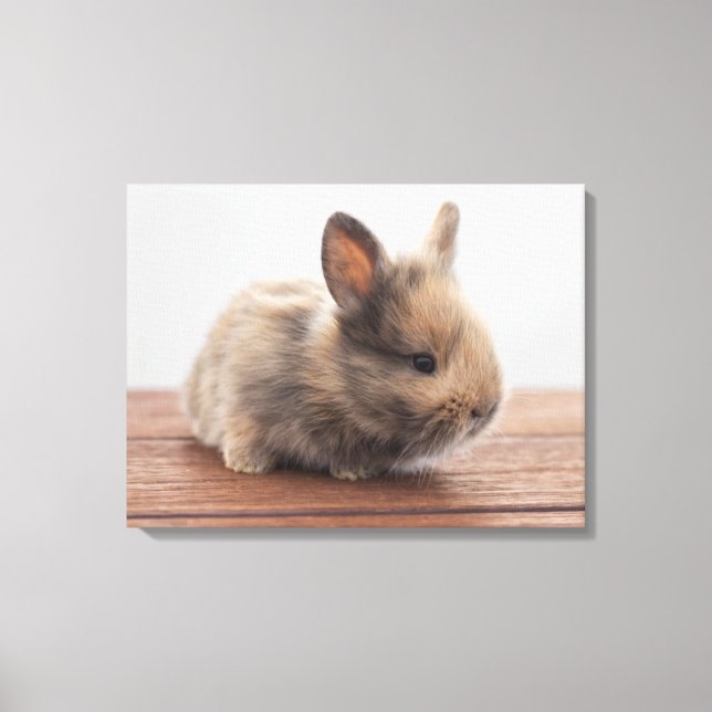 Niedliche Kleintiere | Tiny Baby Bunny Leinwanddruck (Vorderseite)