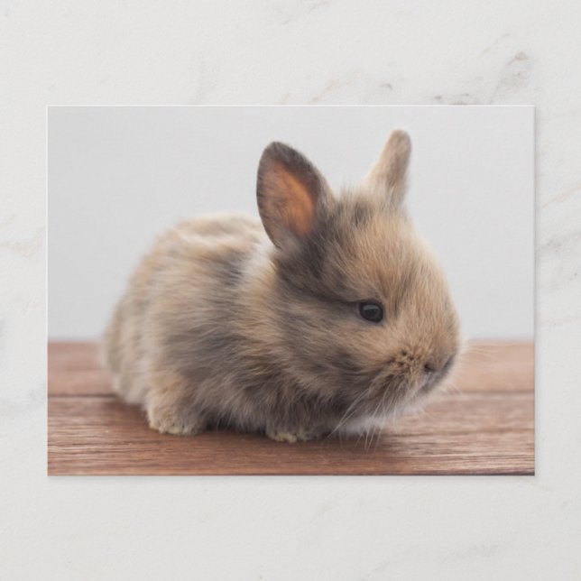 Niedliche Kleintiere | Tiny Baby Bunny Postkarte (Vorderseite)