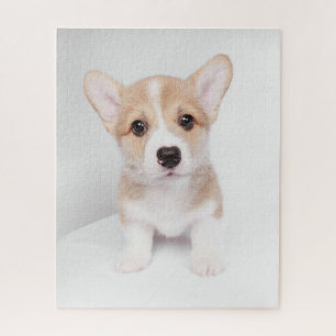 Niedliche Kleintiere Tiny Corgi