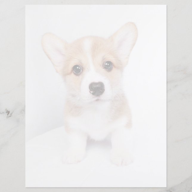 Niedliche Kleintiere | Tiny Corgi (Vorderseite)