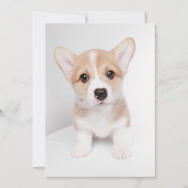 Niedliche Kleintiere | Tiny Corgi Dankeskarte (Vorderseite)