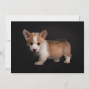 Niedliche Kleintiere   Tiny Corgi Dankeskarte